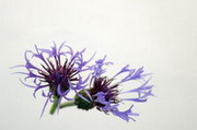 flowers 04